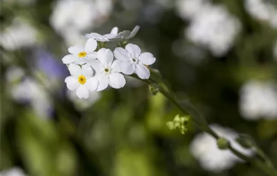 Myosotis Snowsylva 9er Myosotis Snowsylva 9er