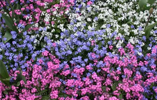 Myosotis Rossylva 9er Myosotis Rossylva 9er