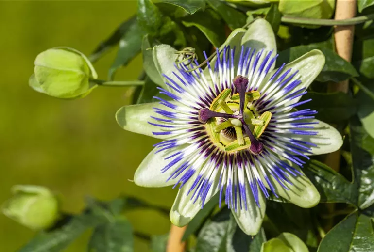 Passiflora caerulea Passiflora caerulea