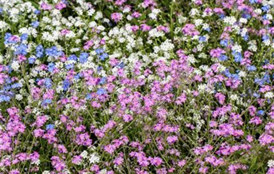 Myosotis TRIO Myosotis TRIO