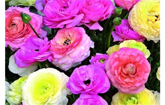 Ranunculus Gambit® F1 Pastel Mix
