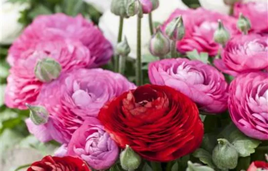 Ranunculus Gambit® F1 Mix