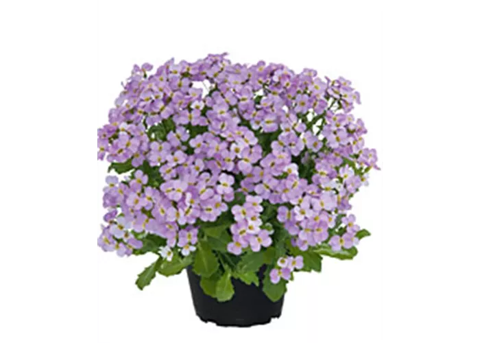 Arabis Pink Gem Arabis Pink Gem