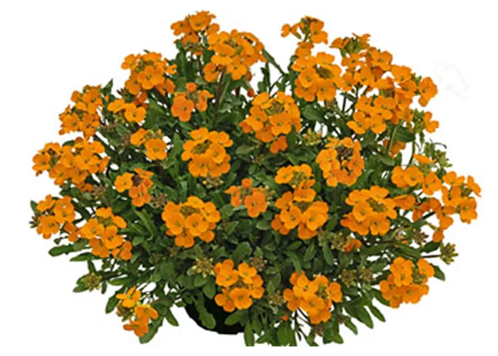 Erysimum Mango Zwerg  Erysimum Mango Zwerg