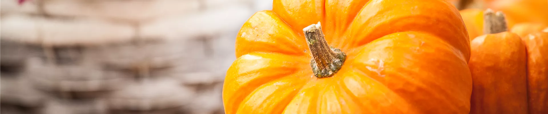 Cucurbita maxima Cucurbita maxima