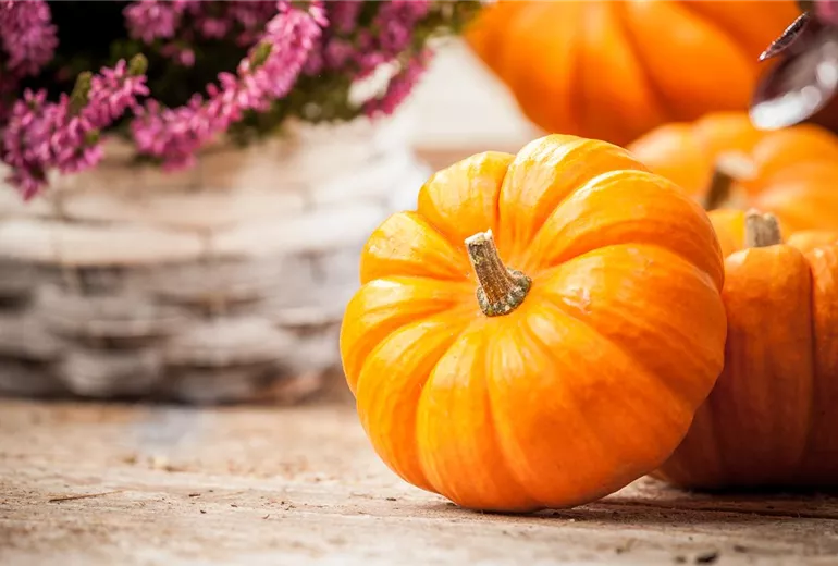 Cucurbita maxima Cucurbita maxima