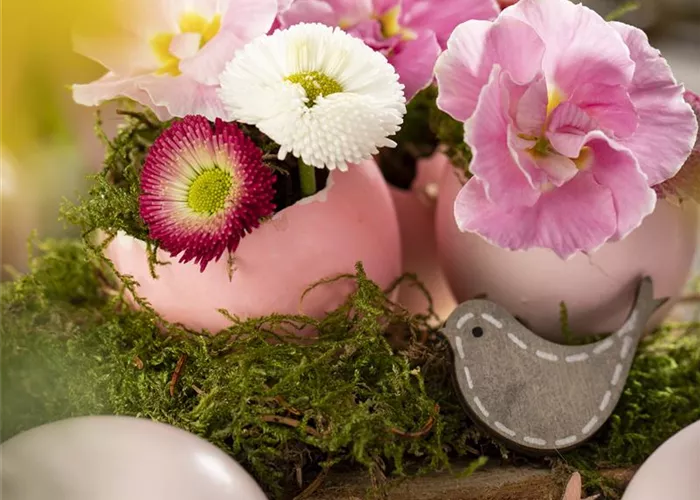 Bellis perennis BellaDaisy Mix Trio Bellis perennis BellaDaisy Mix Trio