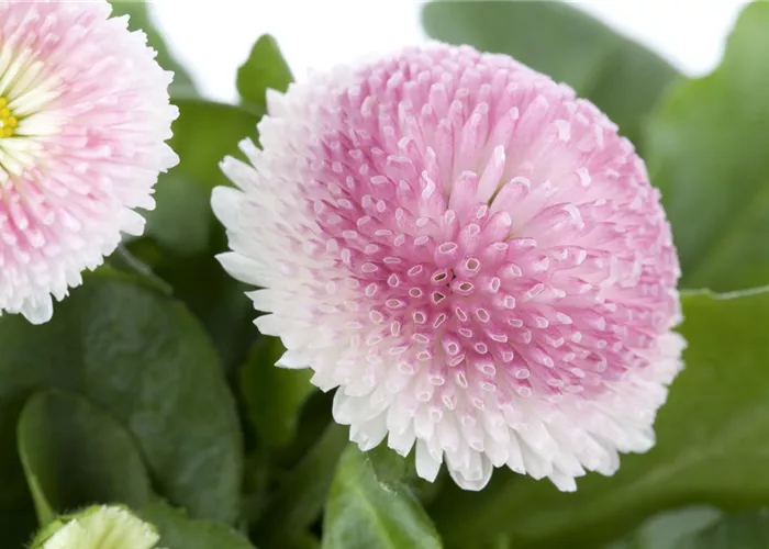 Bellis perennis Bella Daisy Mix  Bellis perennis Bella Daisy Mix