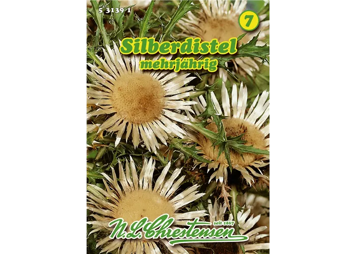 Carlina Silberdistel Carlina Silberdistel