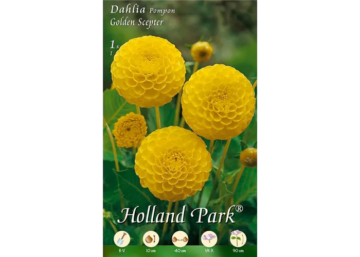 Dahlie Golden Scepter Dahlie Golden Scepter
