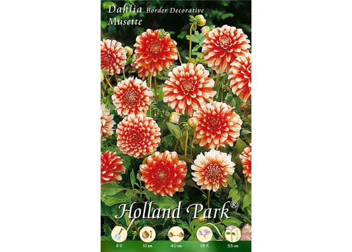 Dahlie Musette Dahlie Musette