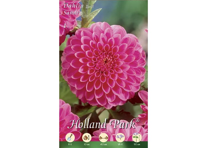 Dahlie Sandra Dahlie Sandra