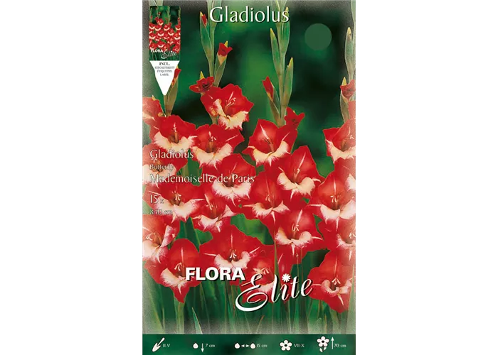 Gladiole Mademoiselle de Paris Gladiole Mademoiselle de Paris