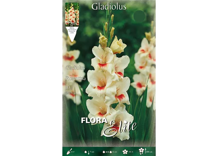 Gladiolen Fiorentina Gladiolen Fiorentina
