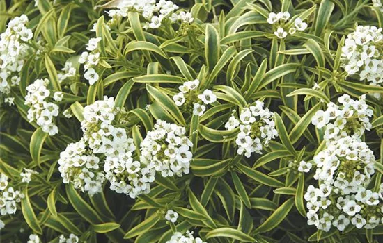 Lobularia Primavera Princess