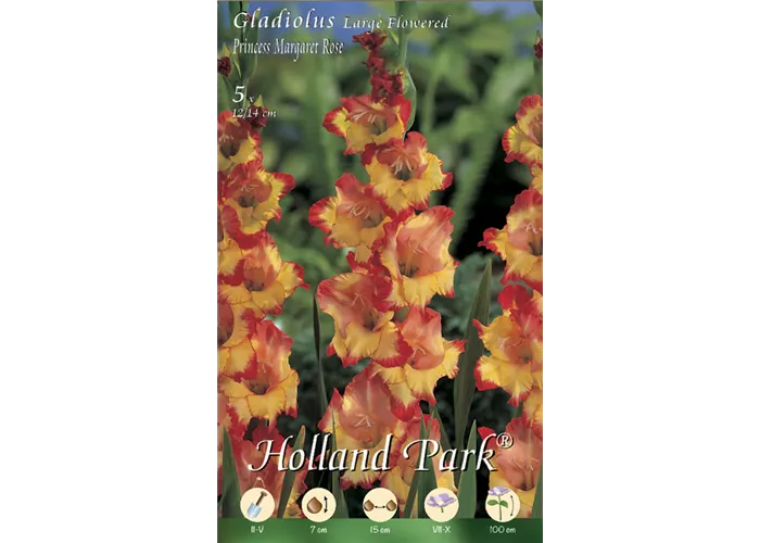 Gladiolen Princesse Margareth Rose Gladiolen Princesse Margareth Rose