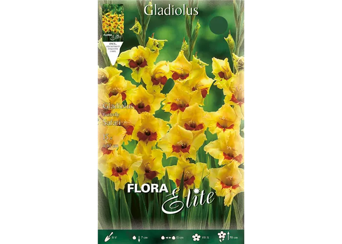 Gladiolen Safari Gladiolen Safari