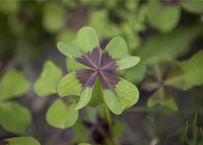 Vierblättriger Klee – Das Glück, das von einer Pflanze kommt