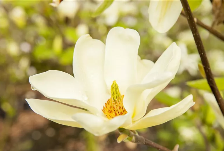 Magnolia x loebneri 'Merrill' Magnolia x loebneri 'Merrill'