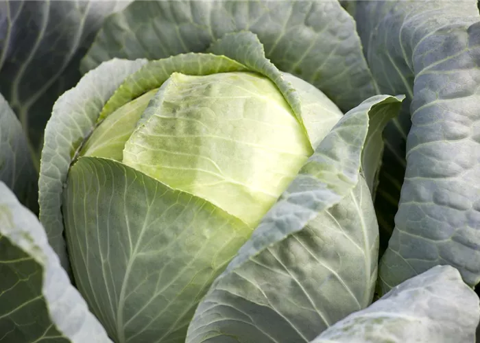 Weißkohl