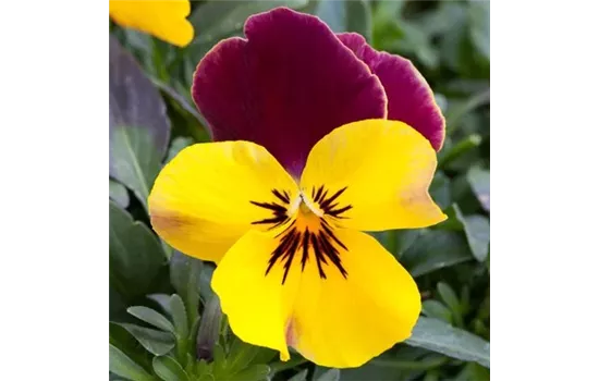 Viola wittrockiana Freefall XL Red Wing Ampeln