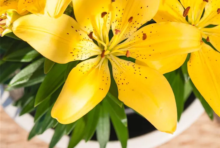 Lilium Asiatic, gelb