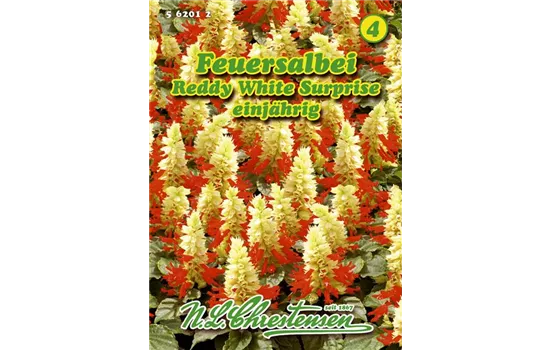 Salvia splendens Salvia splendens