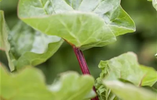 Rheum rhabarbarum Rheum rhabarbarum