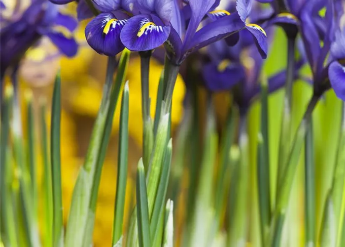 Iris reticulata Miss Saigon Iris reticulata Miss Saigon