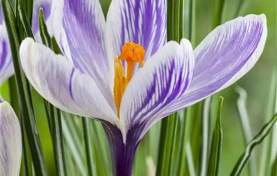 Crocus vernus Crocus vernus