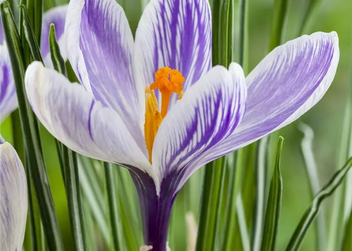 Crocus vernus Crocus vernus