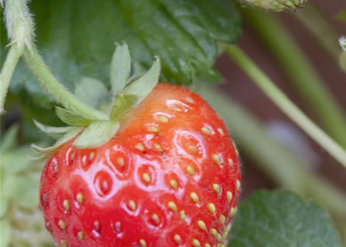 Fragaria Senga Sengana Fragaria Senga Sengana