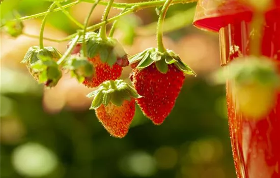 Fragaria an.Elsanta Fragaria an.Elsanta