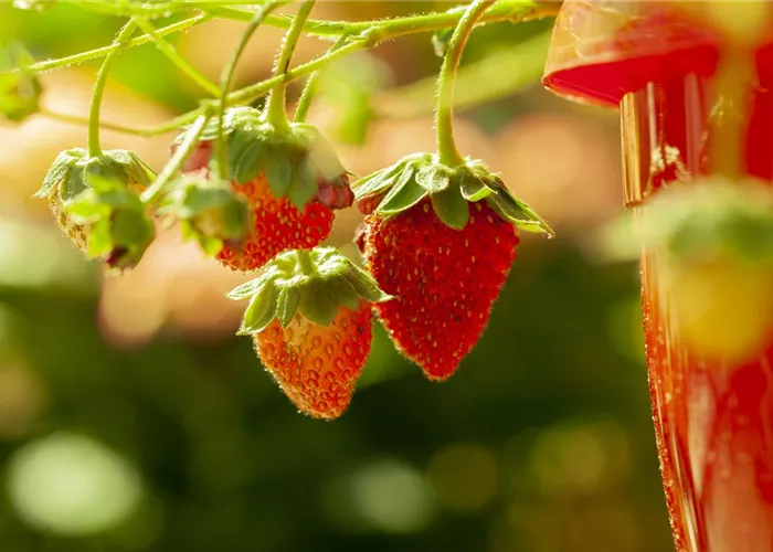 Fragaria an.Elsanta Fragaria an.Elsanta