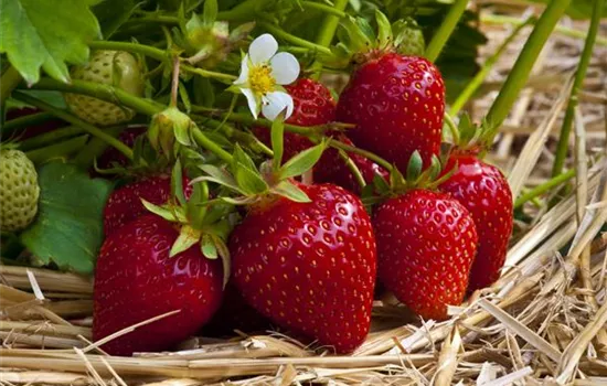 Fragaria an.Ostara Fragaria an.Ostara