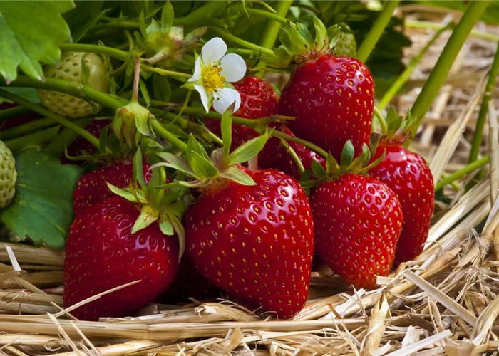 Fragaria an.Ostara Fragaria an.Ostara