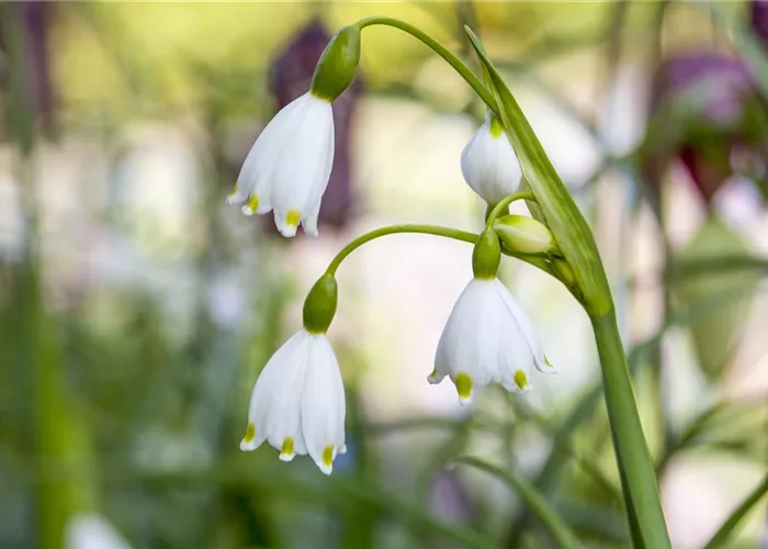 Leucojum aestiivum Leucojum aestiivum