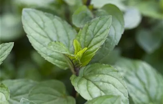 Mentha piperita Schokoladenminze