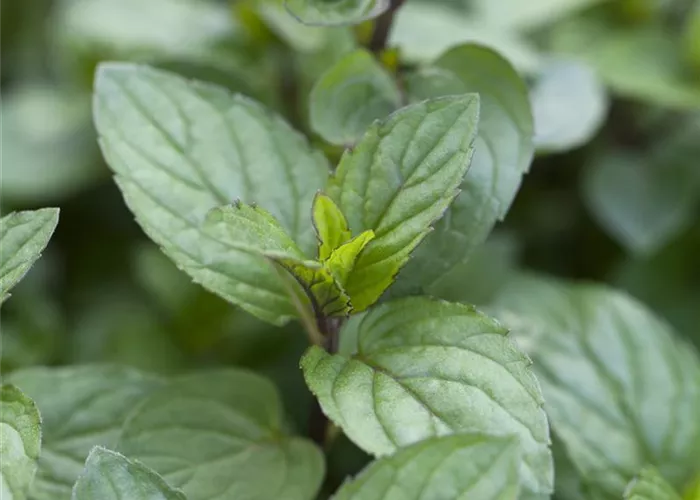 Mentha piperita Schokoladenminze Mentha piperita Schokoladenminze