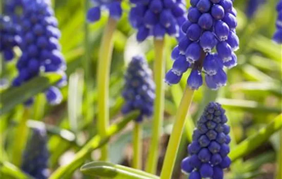 Muscari weiß 9er Muscari weiß 9er