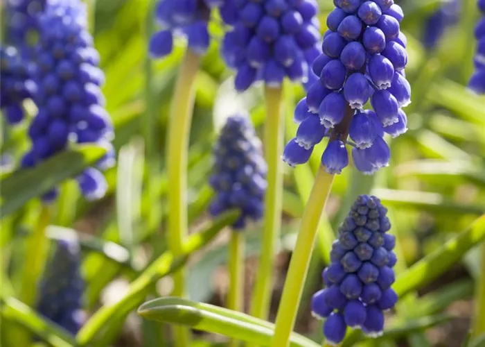 Muscari weiß 9er Muscari weiß 9er