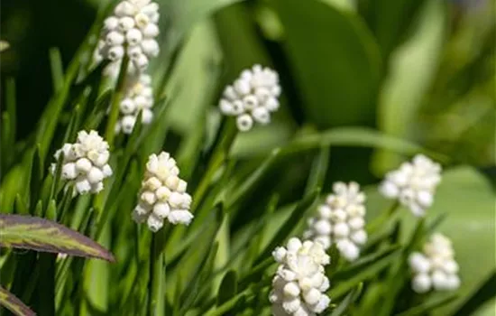 Muscari armenia White Magic Muscari armenia White Magic