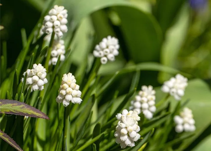 Muscari armenia White Magic Muscari armenia White Magic