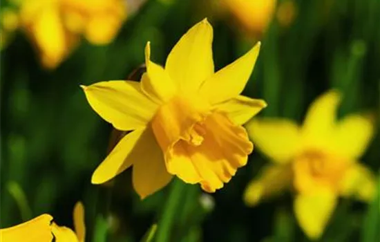 Narcissus cyclamineus Tete a Tete Narcissus cyclamineus Tete a Tete