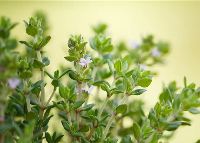 Thymian Fredo Thymian Fredo