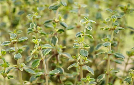 Thymian Mystic Lemon Thymian Mystic Lemon