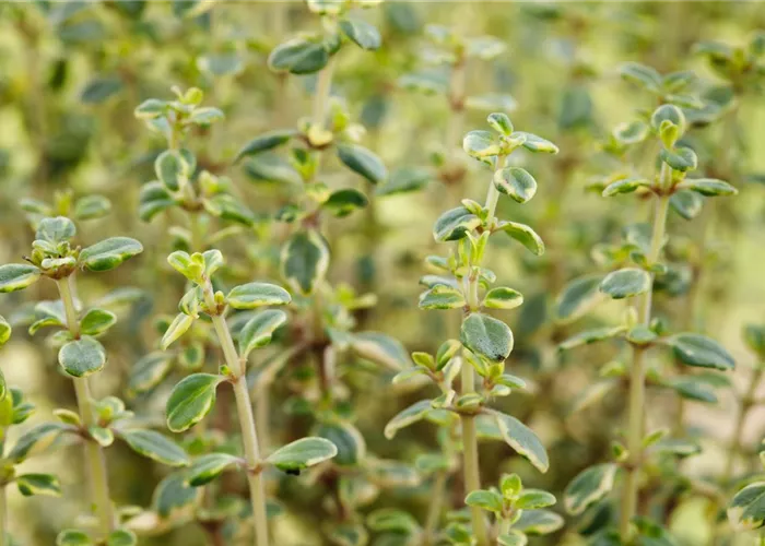 Thymian Mystic Lemon Thymian Mystic Lemon