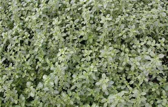 Thymian Silver Queen  Thymian Silver Queen