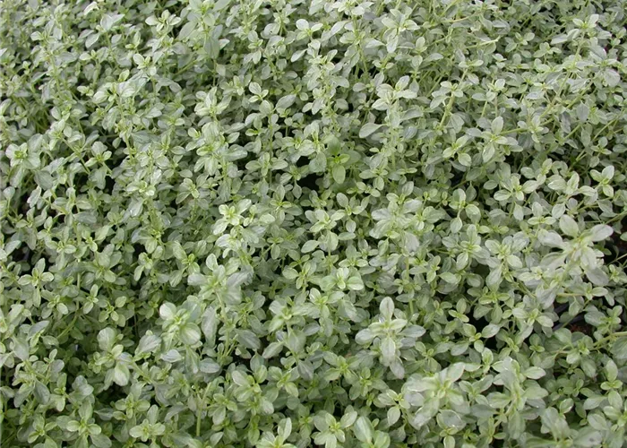 Thymian Silver Queen  Thymian Silver Queen