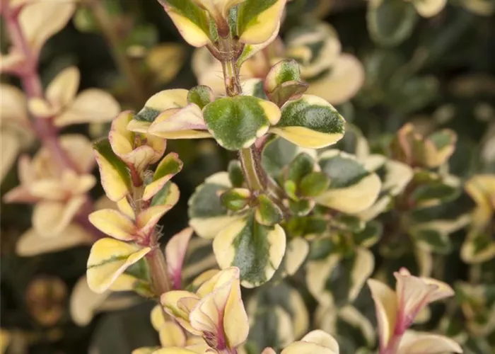 Thymian-Pflanzen Thymian-Pflanzen